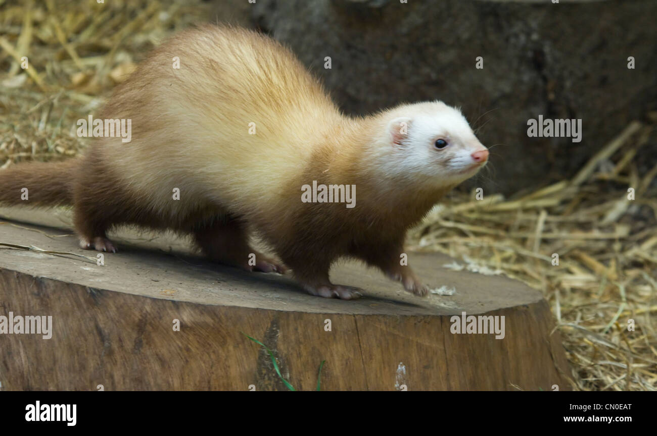 Inländische Frettchen (Mustela Putorius Furo) in Gefangenschaft Stockfoto