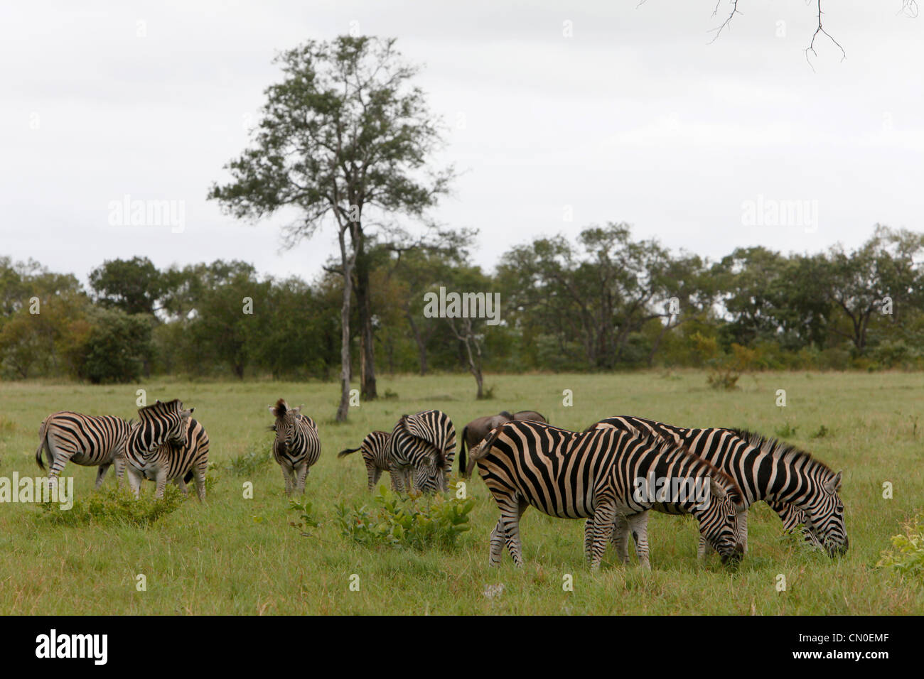 Eine Herde Zebras grasen auf einer Grasfläche im Kruger National Park. Lion Sands, Südafrika. Stockfoto