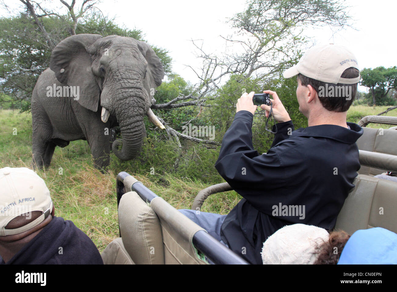 Ein Elefant schaut die Kamera, während ein Tourist ein Foto von ihm nimmt. Löwen Sands, Krüger NP, Südafrika. Stockfoto