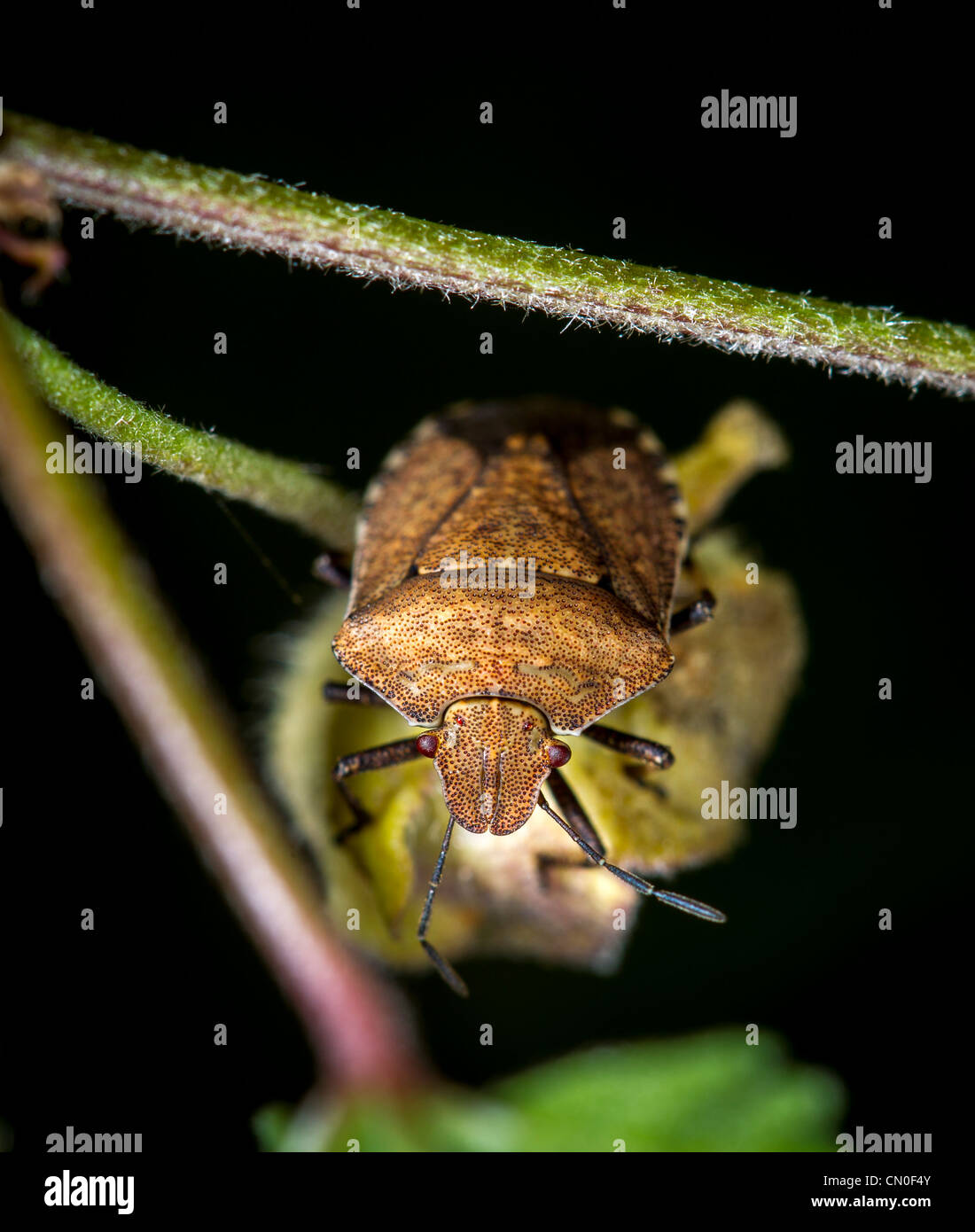 Braune Schild Bug (Dictyotus Caenosus), Ansicht von ventral Stockfoto