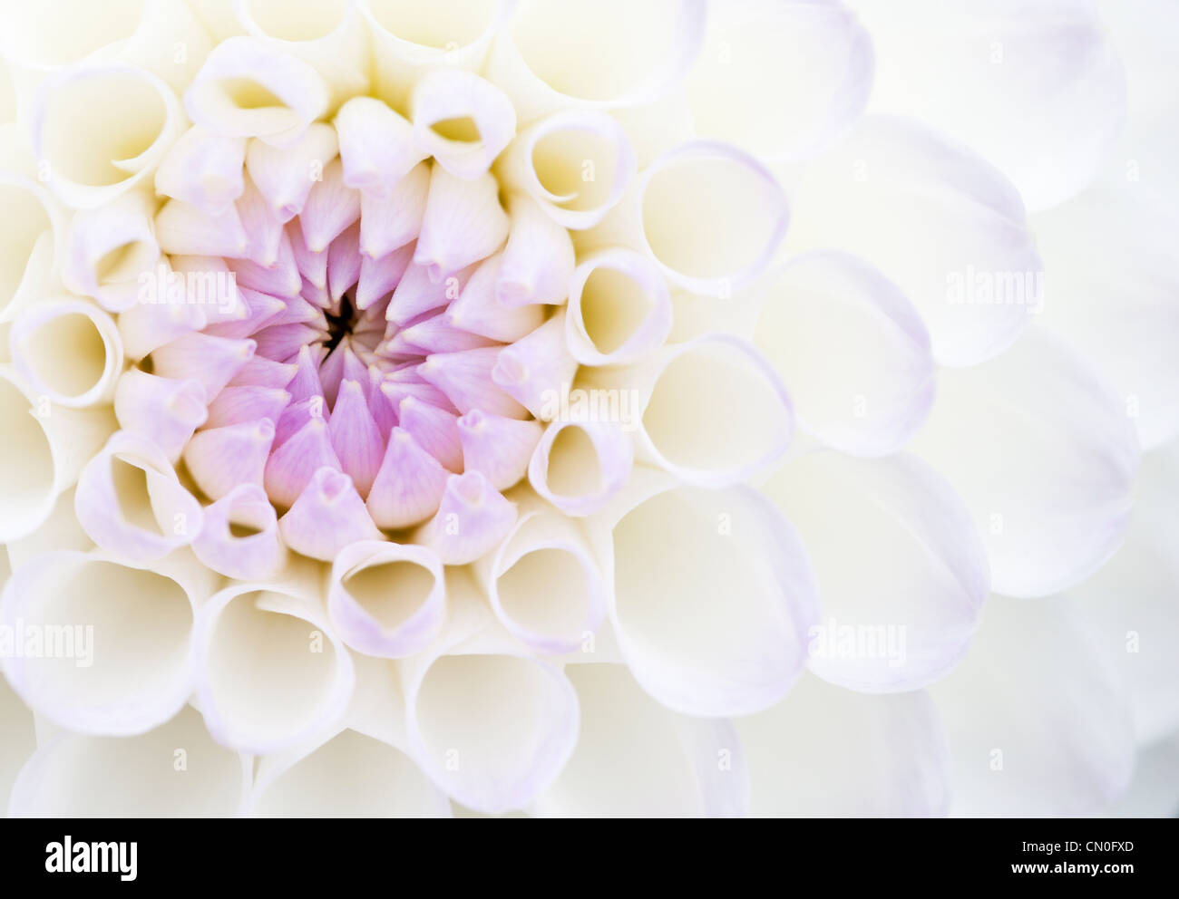 Dahlie 'Josie Gott', Nahaufnahme von lila und weißen Blüten, die auf einer Blume öffnen. Stockfoto
