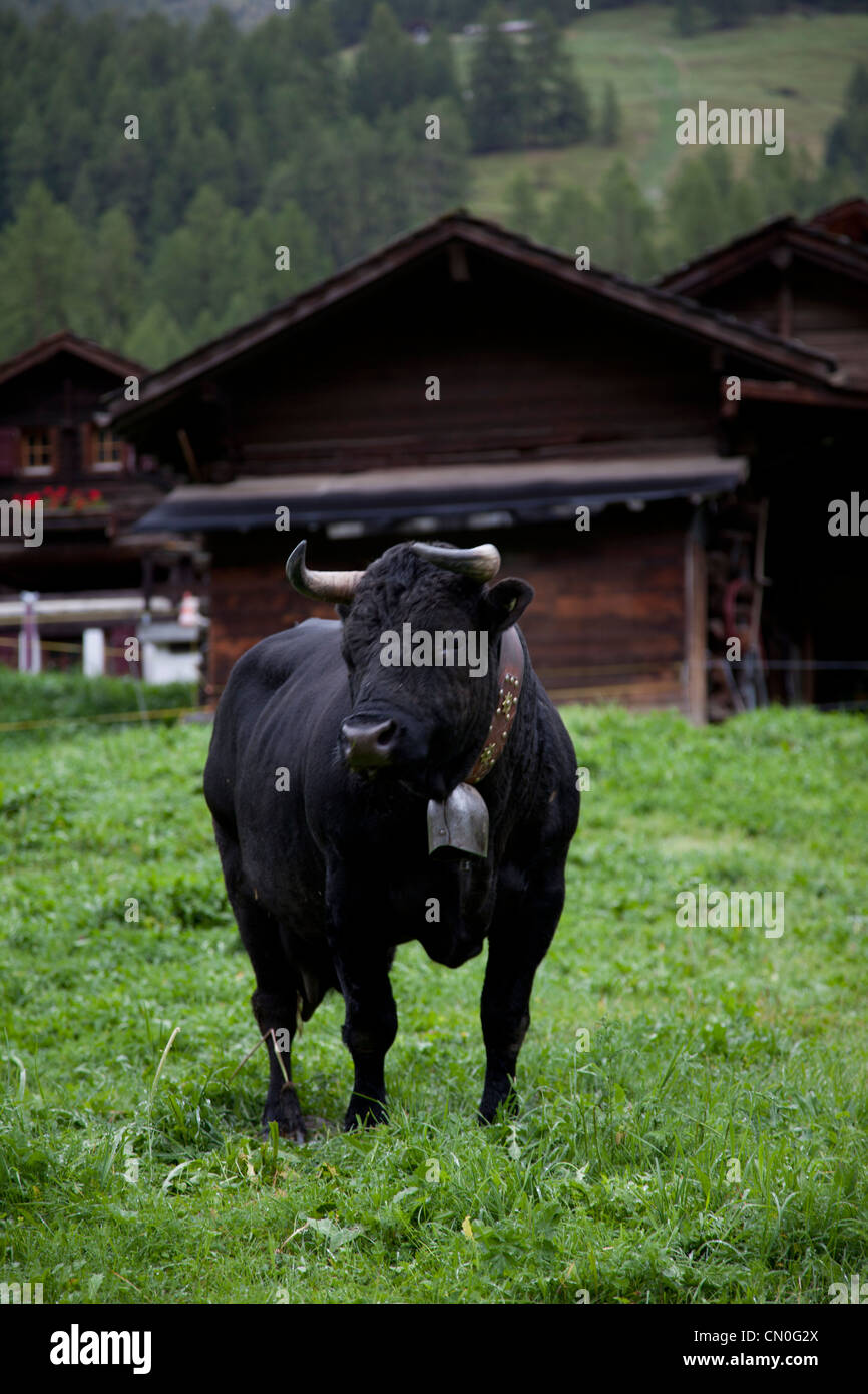 Schweiz, Schweizer Kuh mit Glocke vor traditionellen Schweizer Chalets. Stockfoto