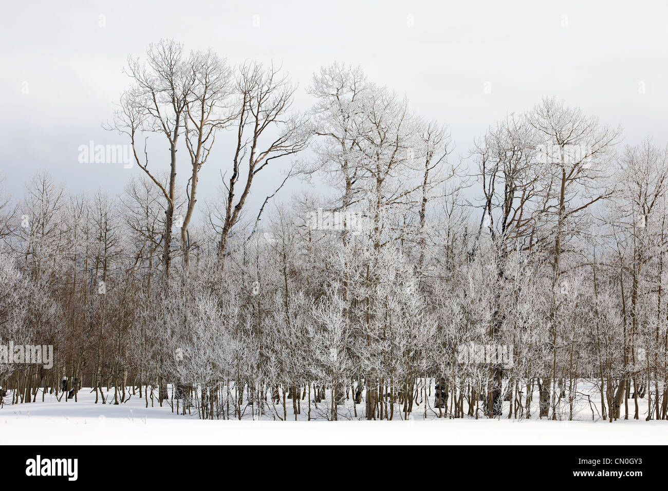 Utah Lasal Bergwald, Laubbäume im Winter mit viel Schnee. Stockfoto