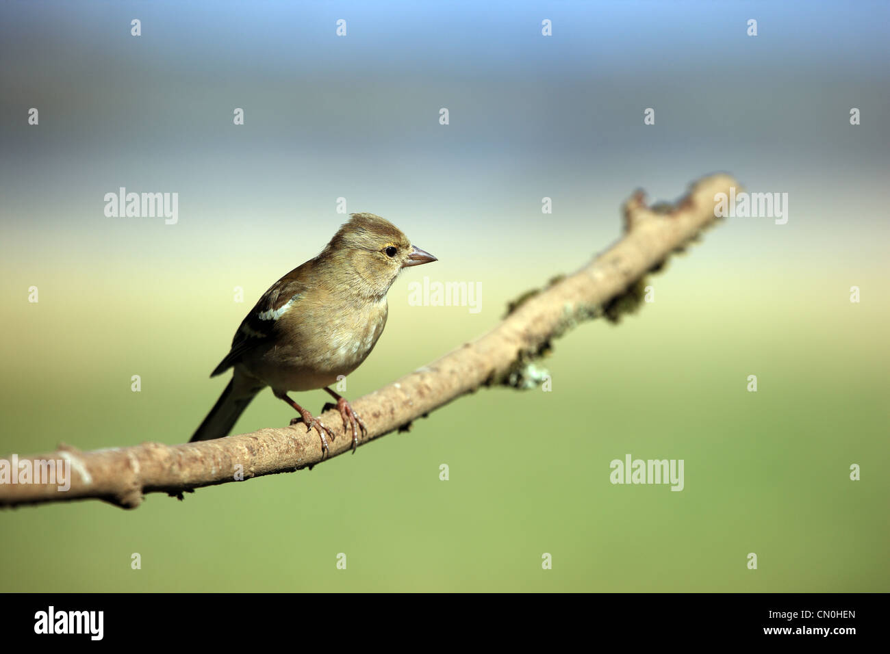 Erwachsenen Buchfink auf einem Ast in Schottland Stockfoto