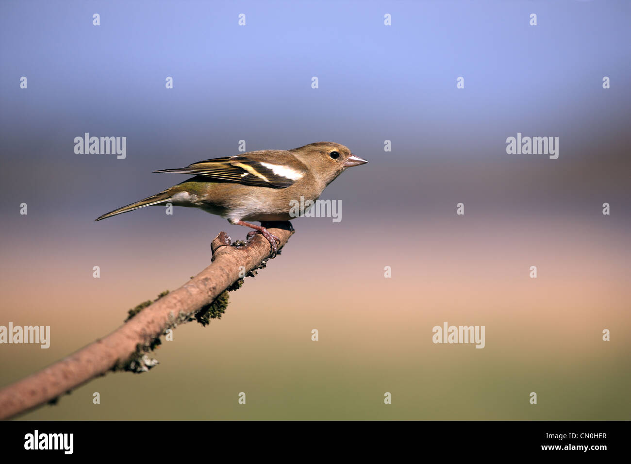 Erwachsene weibliche Buchfink auf einem Ast im Frühjahr Stockfoto