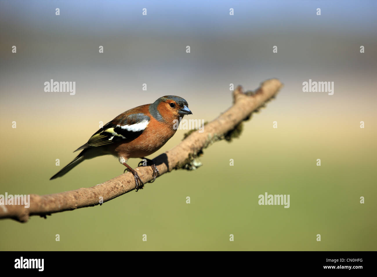 Buchfink auf einem Ast Stockfoto