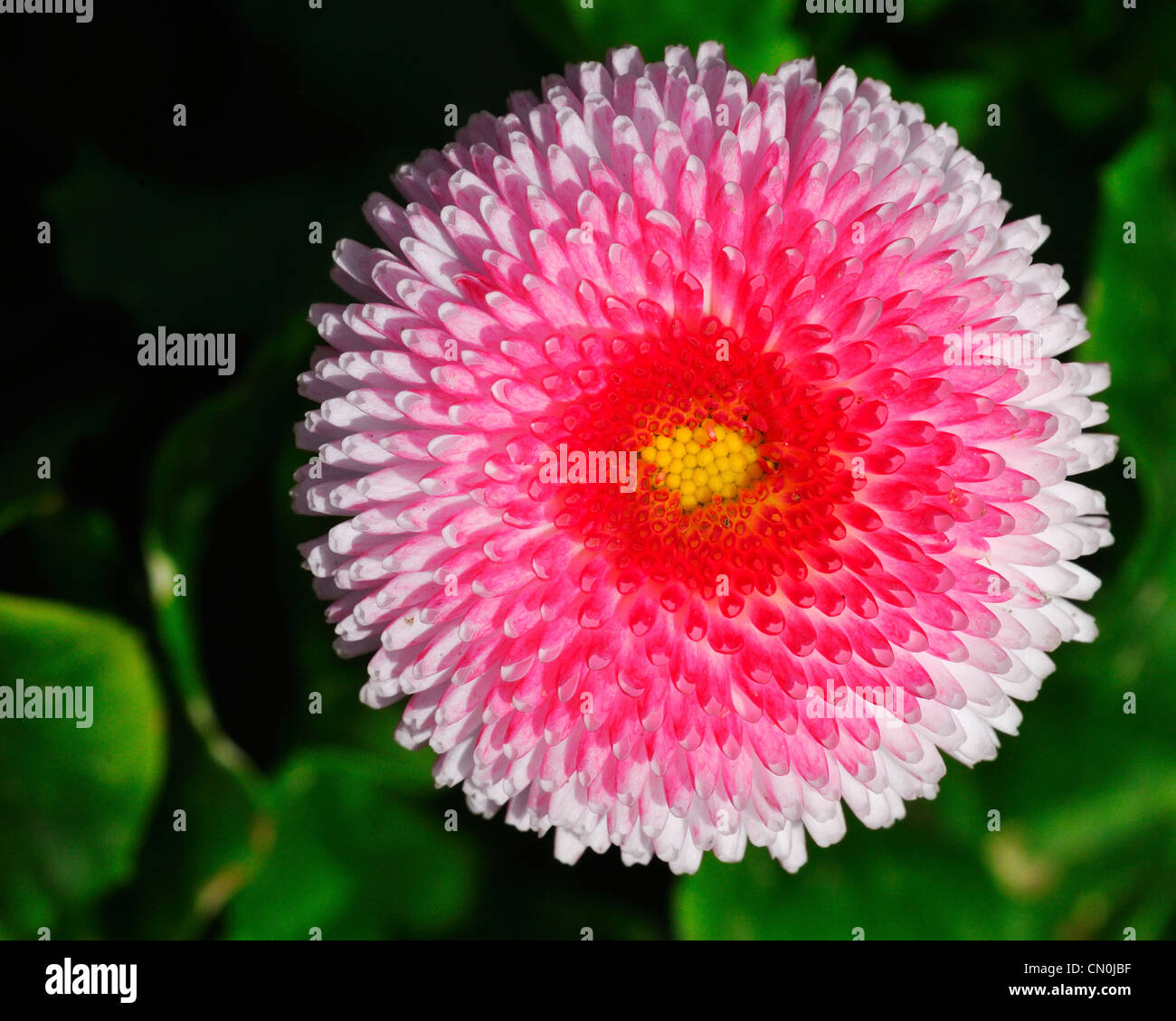 Eine rosa Englisch Daisy Blume (Asteraceae, Bellis Perennis) im Rose Garden  in Bern, Schweiz Stockfotografie - Alamy