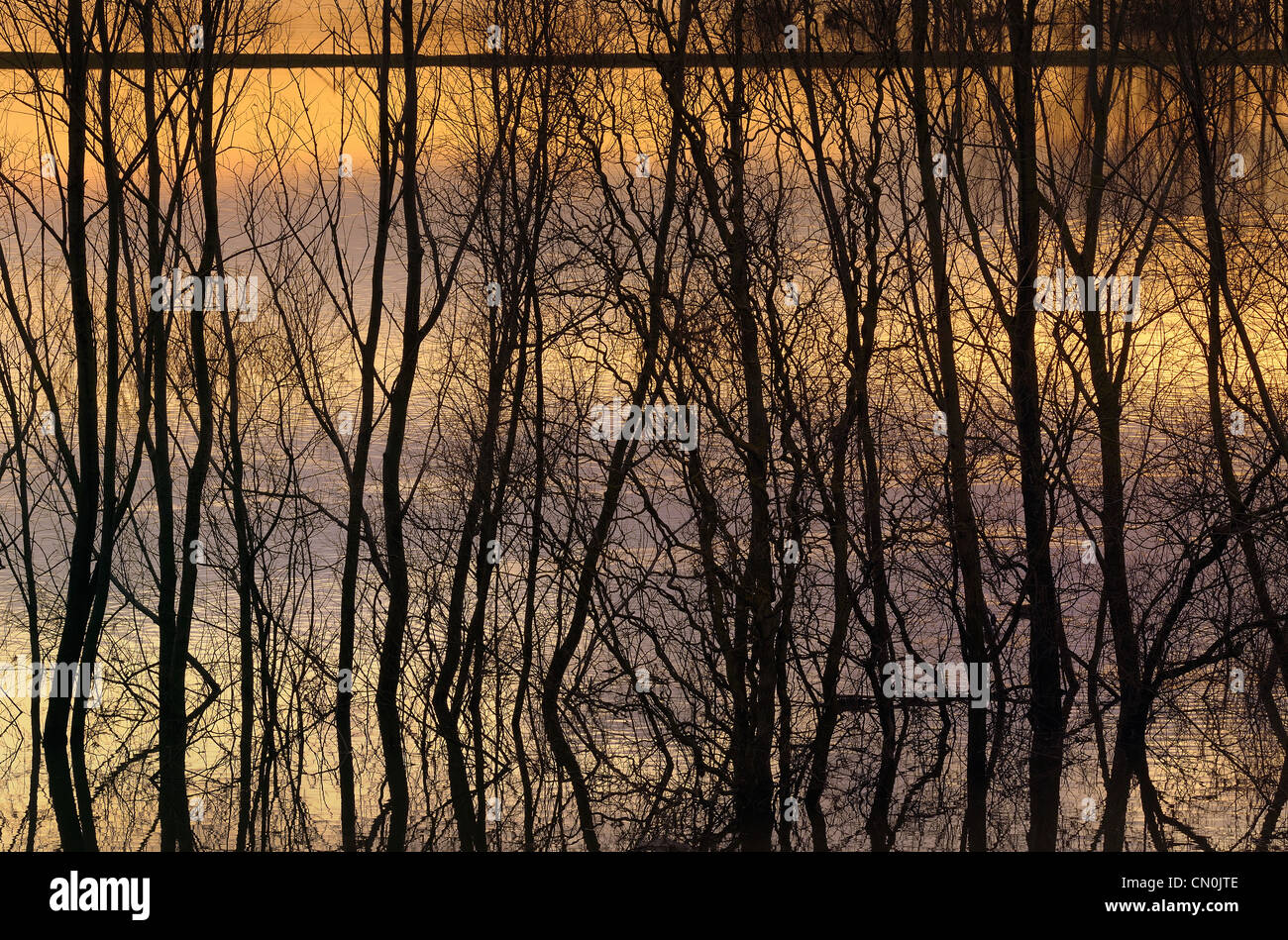 Zweigstellen silhouetted gegen ruhiges Wasser bei Sonnenuntergang. Ophemert, Niederlande. Stockfoto