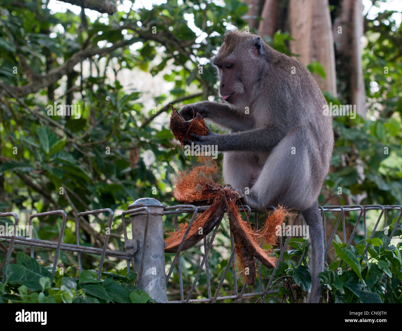 Affen essen Kokosnuss in Ubud, Indonesien Stockfoto