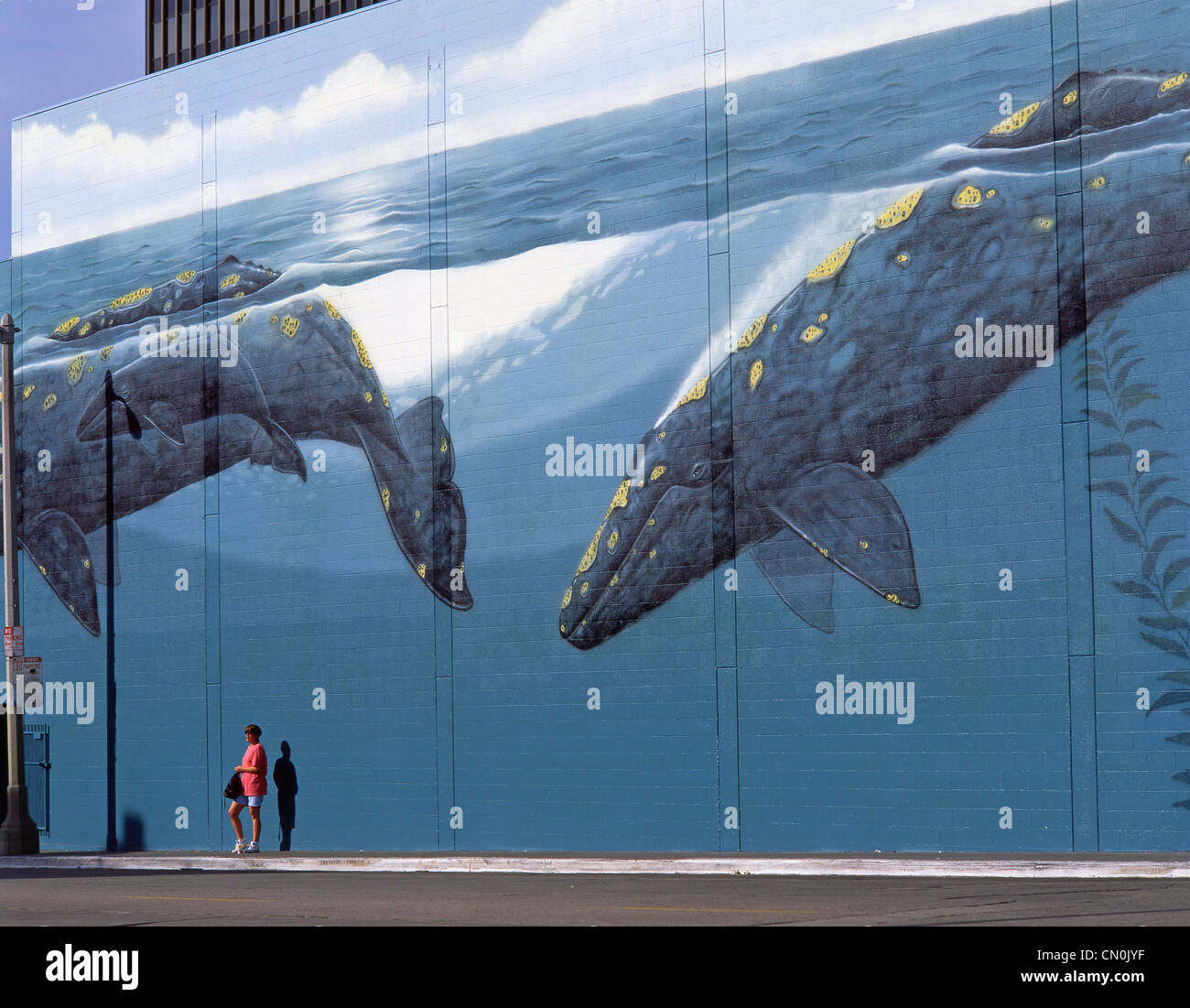 Wandbild Wal, Hollywood, Los Angeles, California, Vereinigte Staaten von Amerika Stockfoto