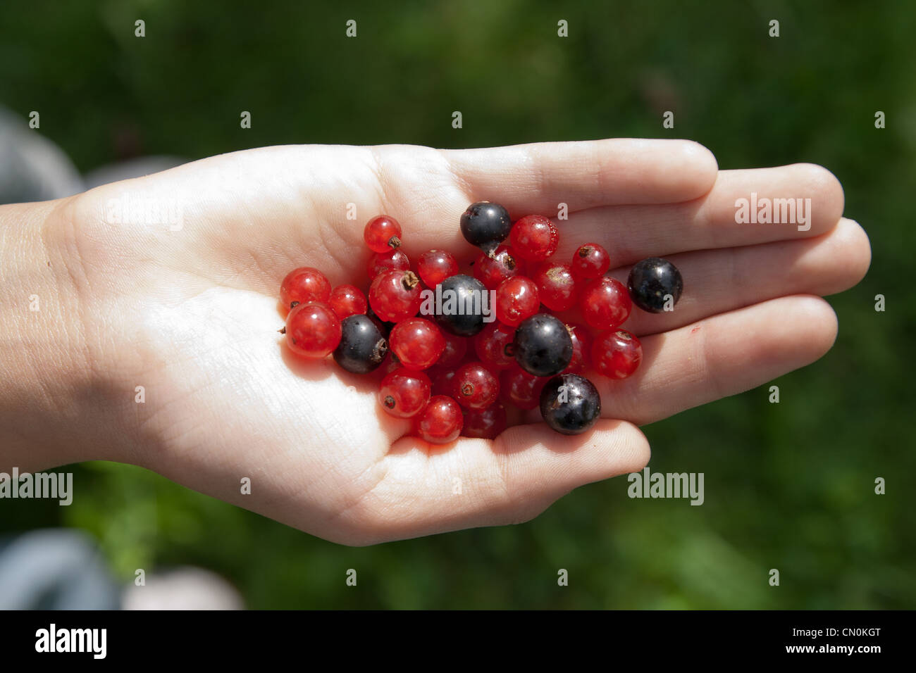 rote Johannisbeeren und schwarzen Johannisbeeren in der Hand eines Kindes Stockfoto