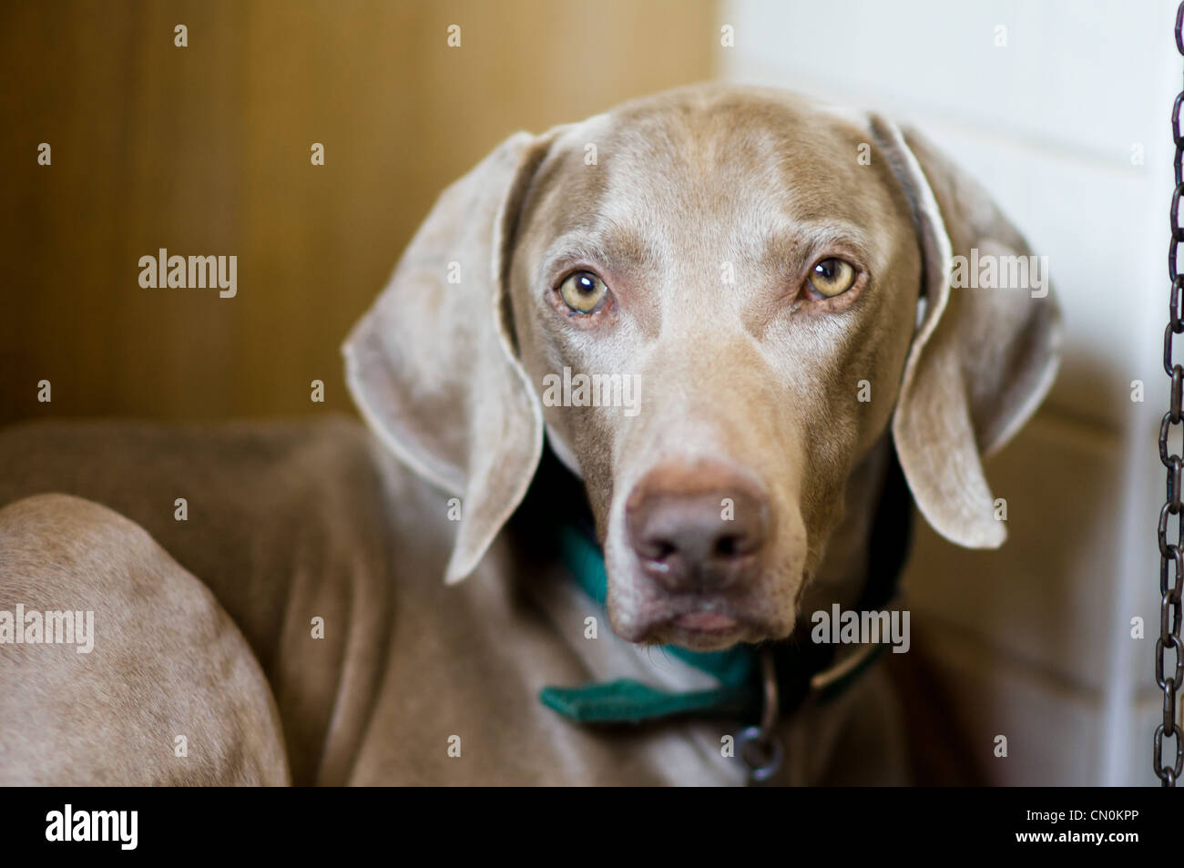 Weimaraner hunting dog -Fotos und -Bildmaterial in hoher Auflösung – Alamy
