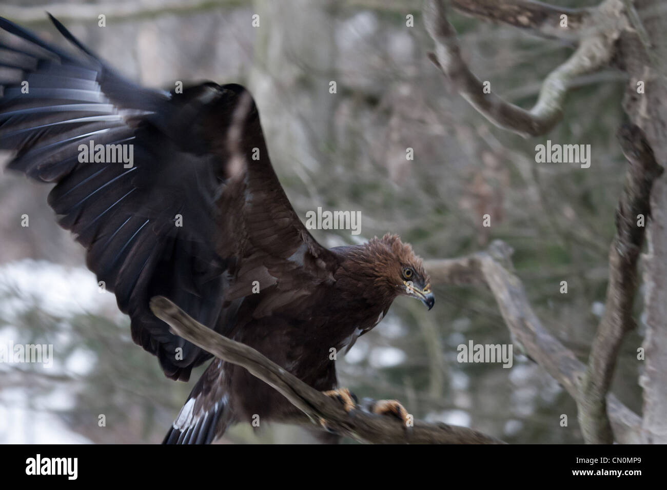 Steinadler Landung Stockfoto