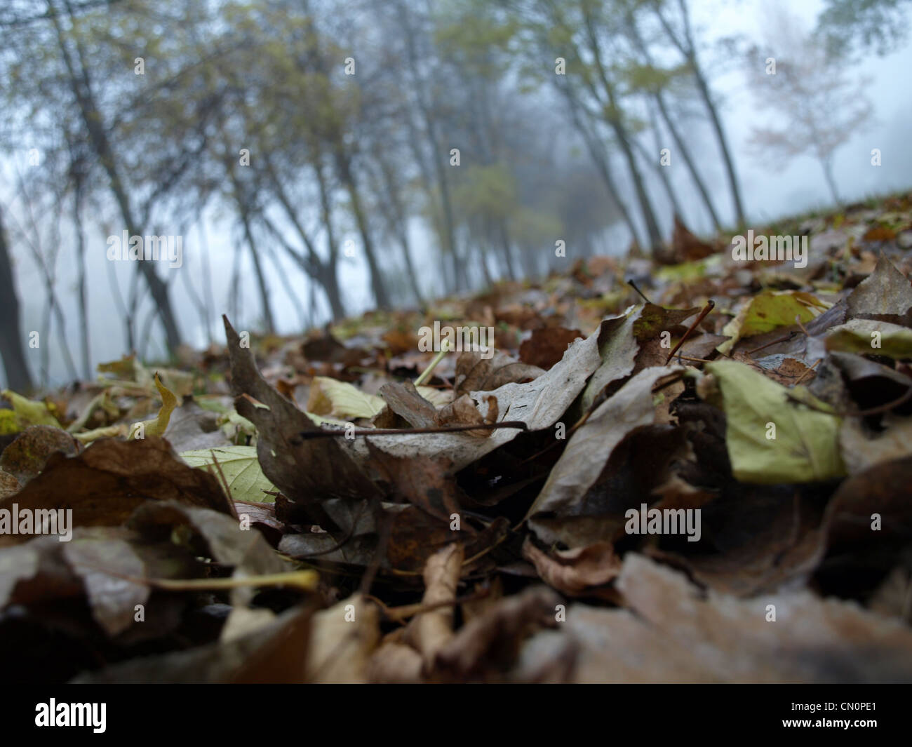 Nebligen Herbstmorgen Szene mit abgefallenen Blättern. Stockfoto