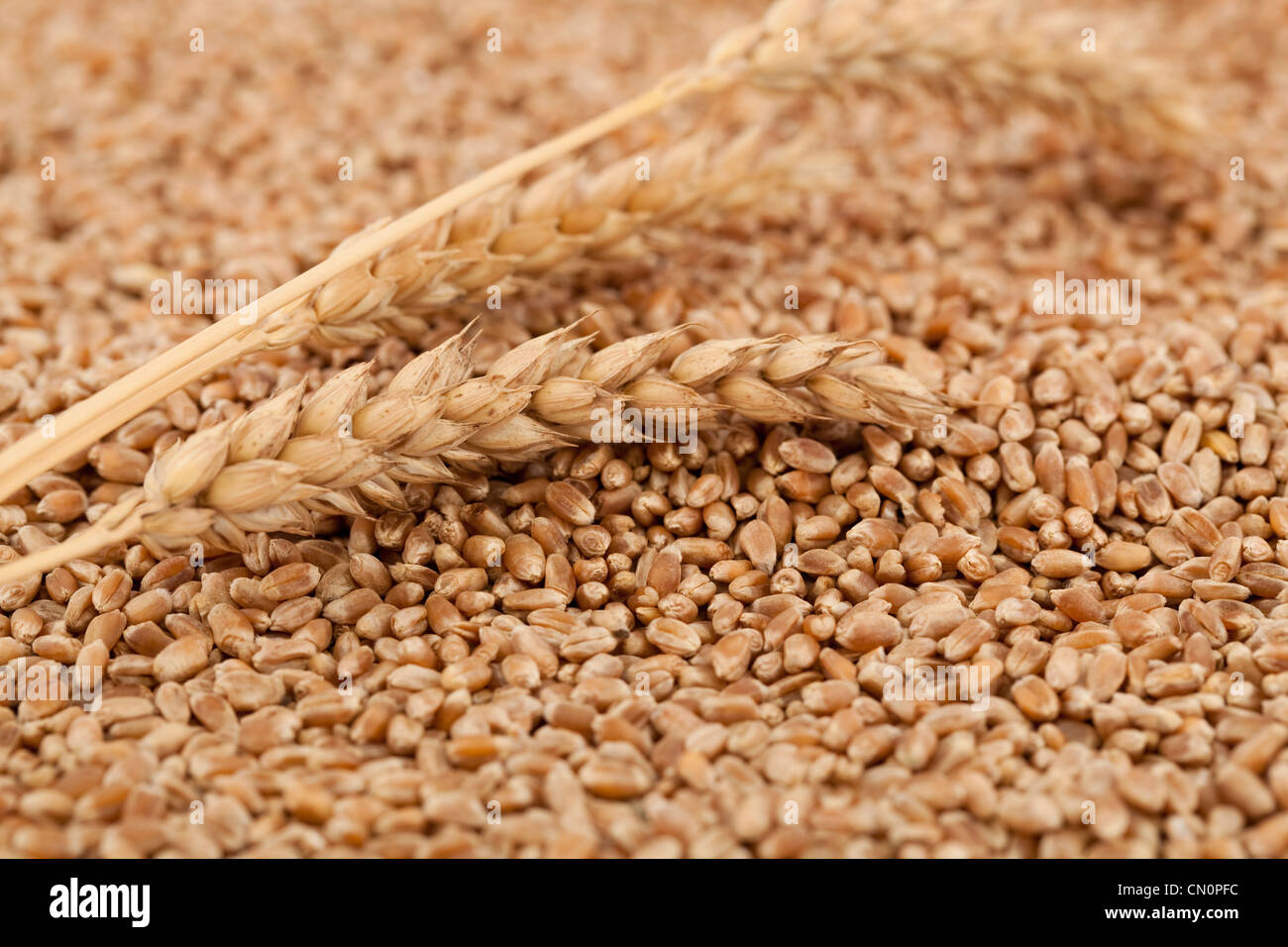 trocken und roher Weizen als Hintergrund Stockfoto