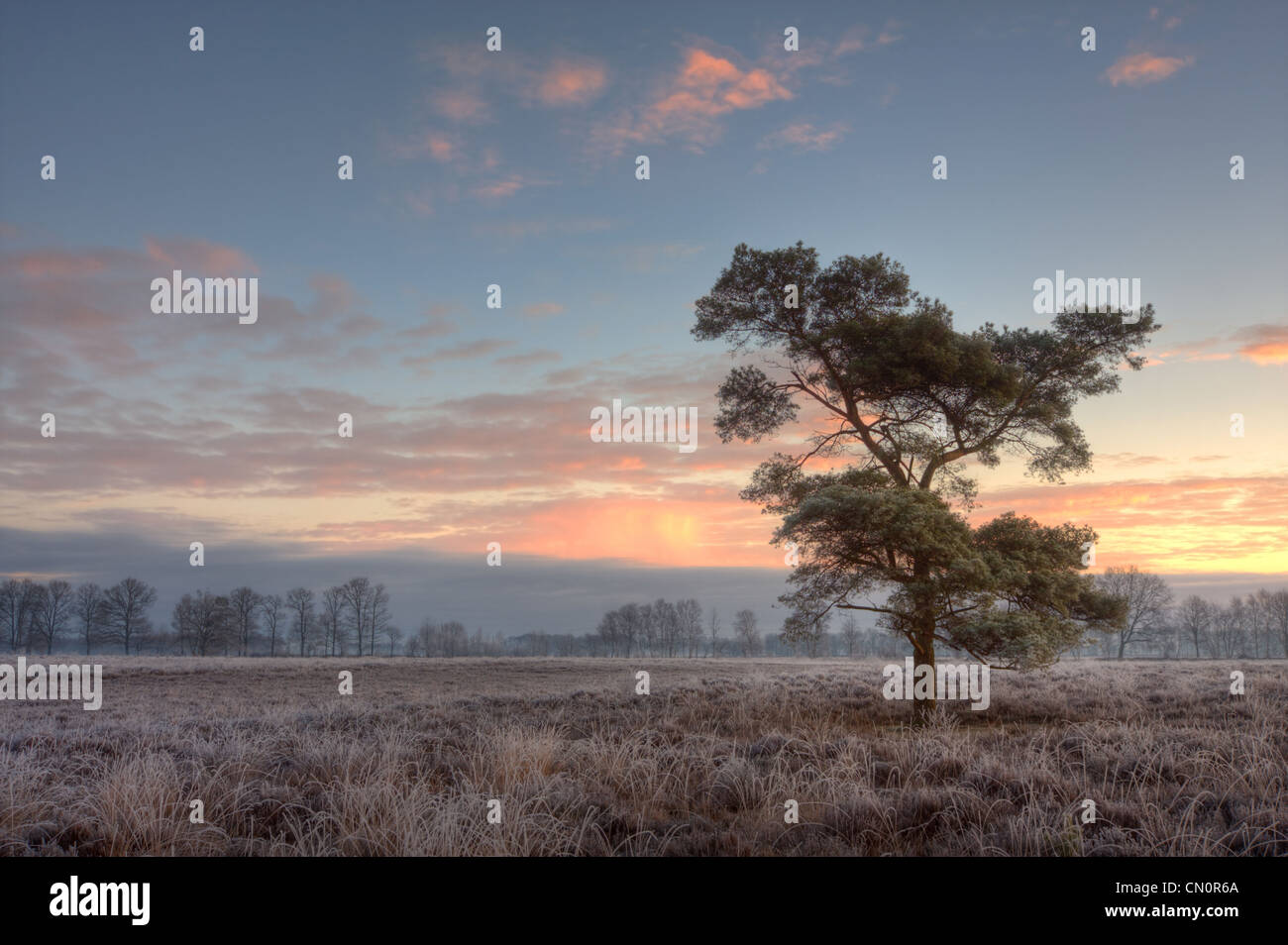 Einsame Kiefer (Pinus Sylvestris) auf einem gefrorenen Heide, früh an einem Wintermorgen. Stockfoto