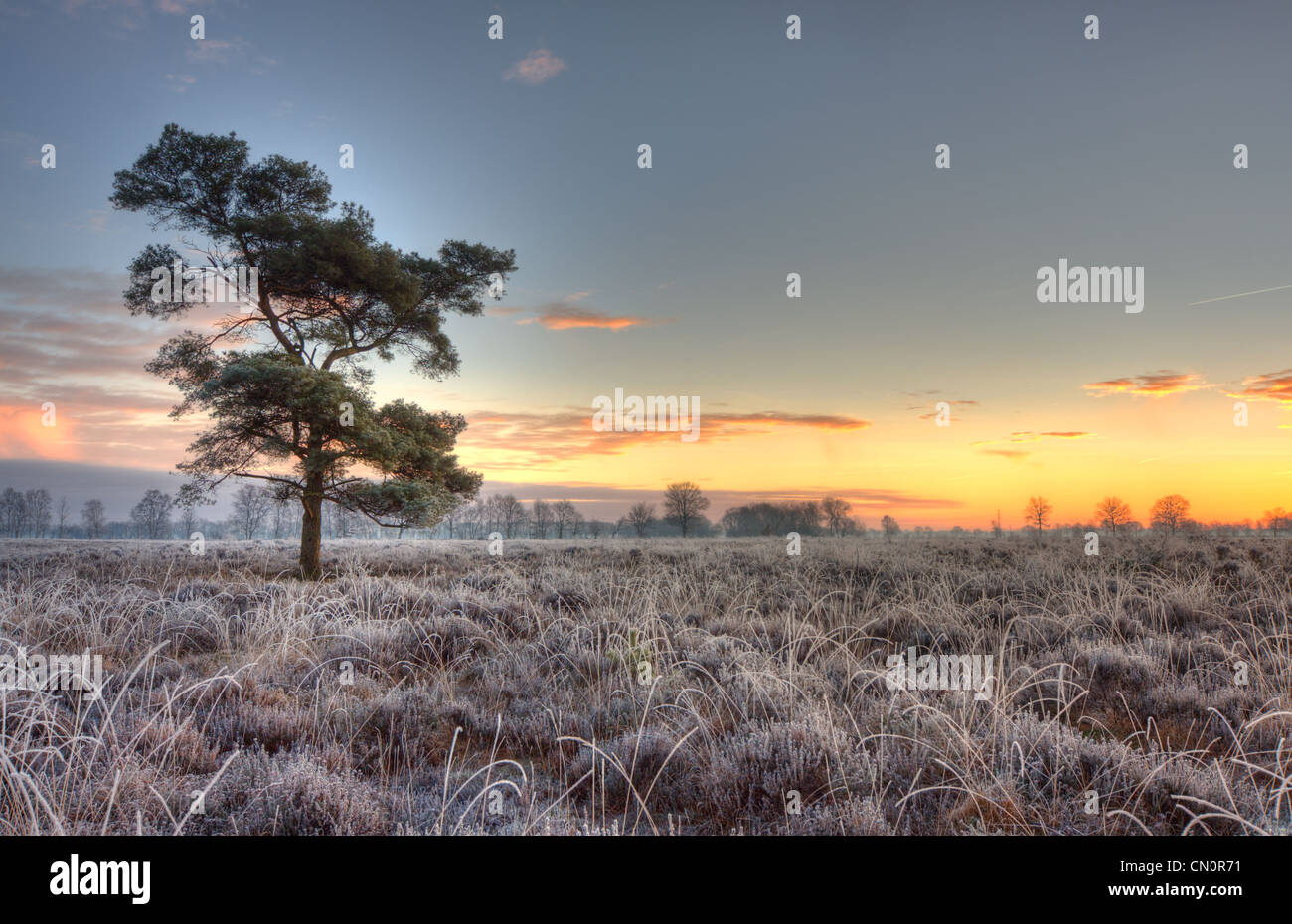 Einsame Kiefer (Pinus Sylvestris) auf einem gefrorenen Heide, früh an einem Wintermorgen. Stockfoto