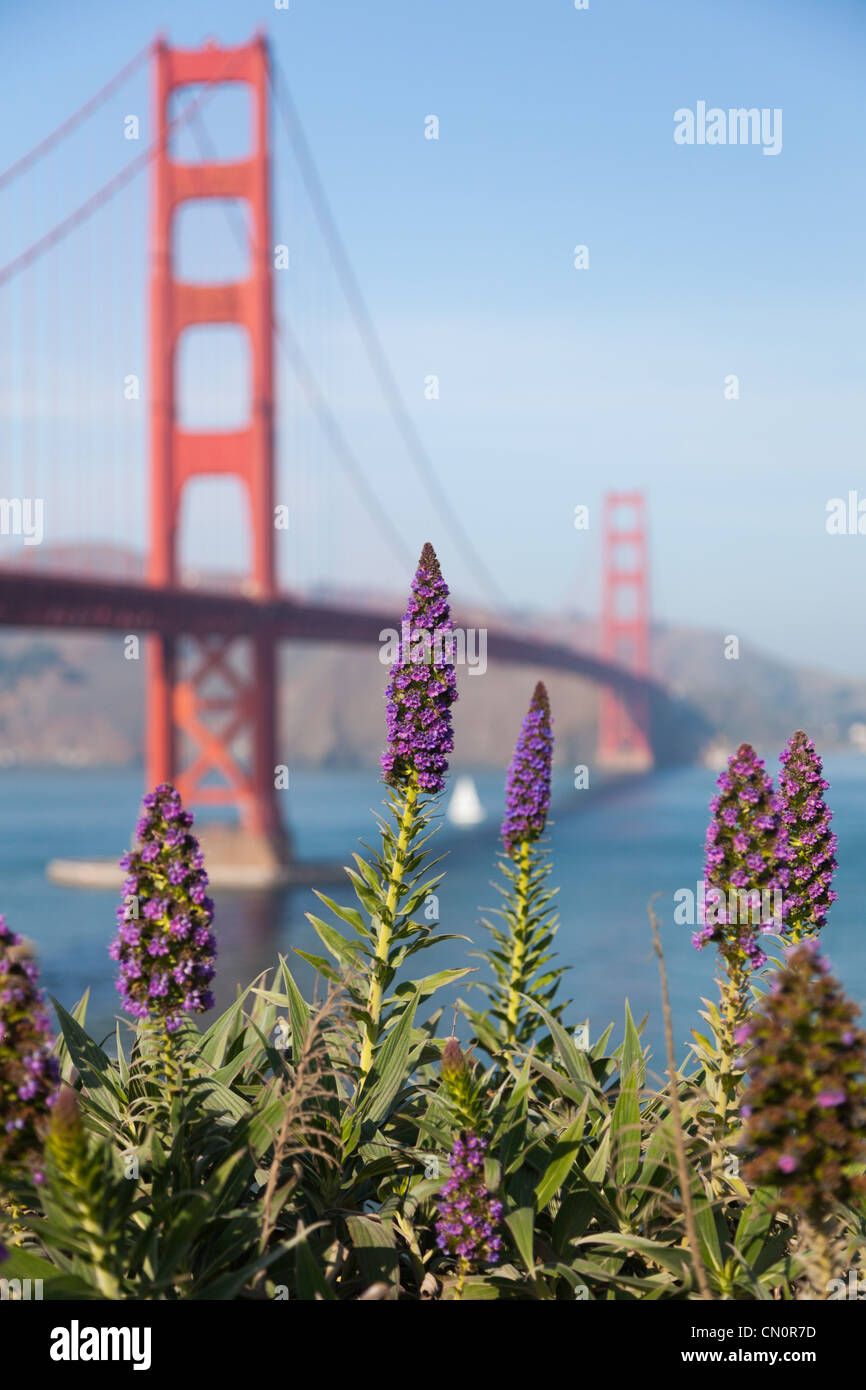 Lila Blüten und die Golden Gate Brücke San Francisco Kalifornien, USA Stockfoto