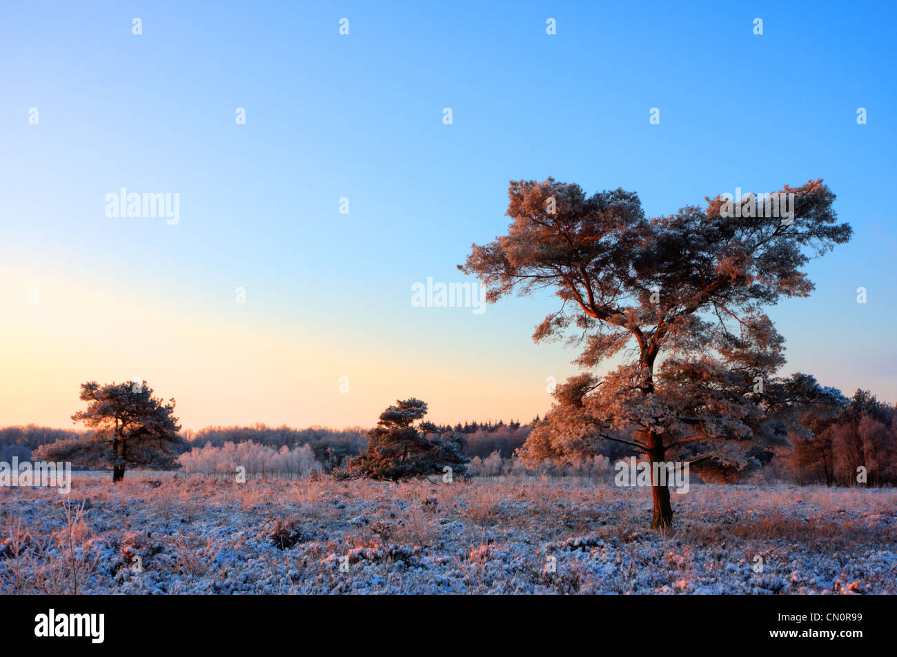 Kiefern (Pinus Sylvestris) auf einem gefrorenen Heide, früh an einem Wintermorgen. Stockfoto