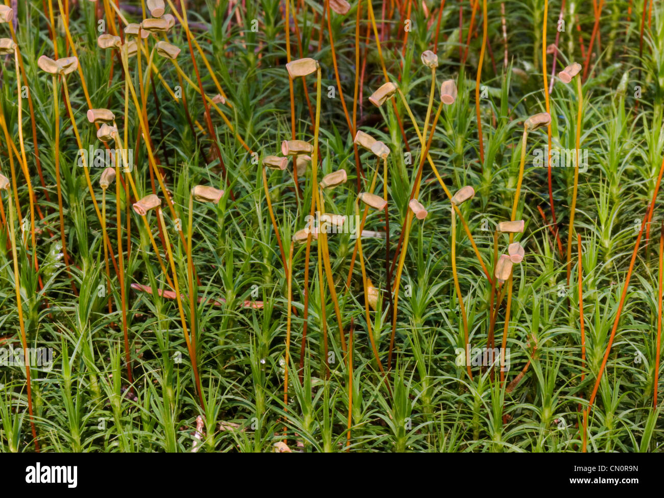 Gemeinsamen Haircap Moos (Polytrichum Commune), auch bekannt als gemeinsame Haar Moos oder große Goldlöckchen. Stockfoto