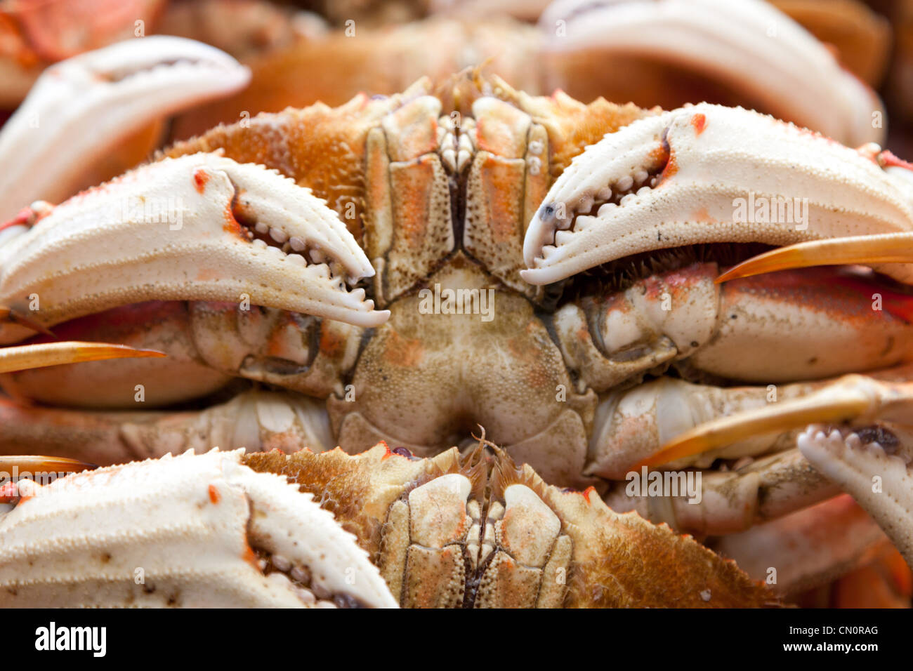 Dungeness Krabbe im Fishermans Wharf in San Francisco Stockfotografie -  Alamy