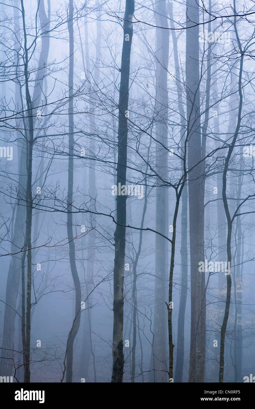 Ein Wald-Nebel in Great Smokies Nationalpark Tennesse, USA. Stockfoto