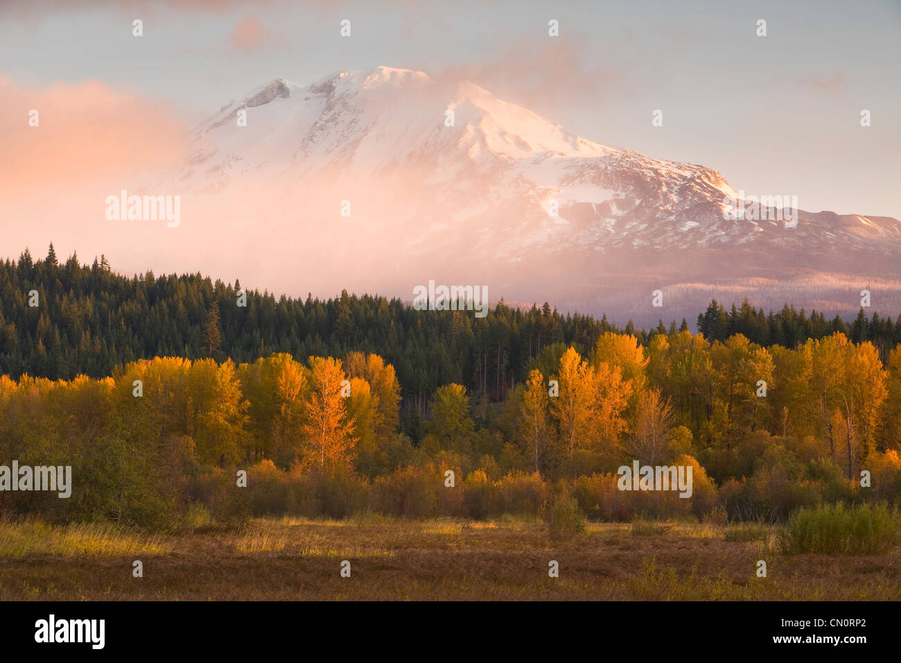 Herbst-Blick auf Mt. Adams von Trout Lake, Washington, USA Stockfoto