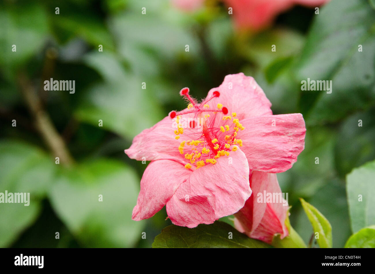 Rosa Hibiskus Blume vor einem grünen Hintergrund Stockfoto