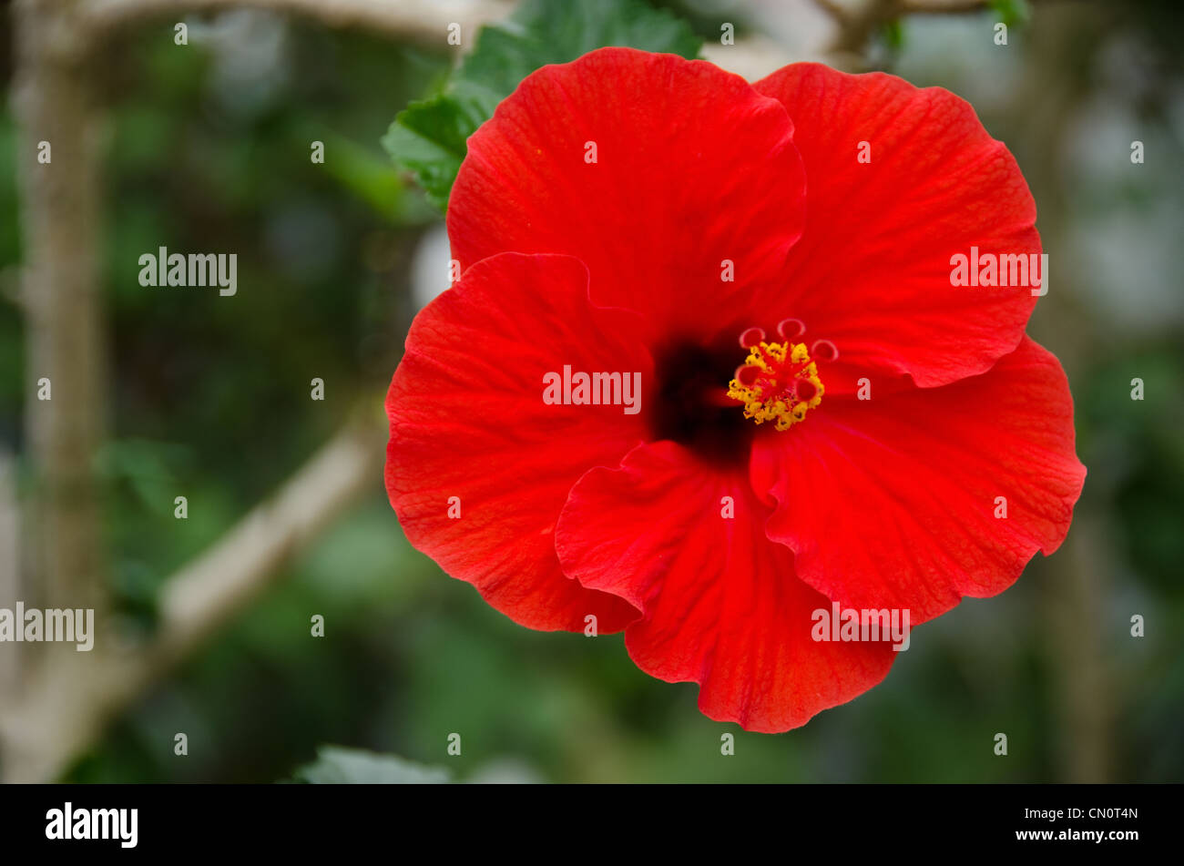 Red Hibiscus flower vor einem grünen Hintergrund Stockfoto