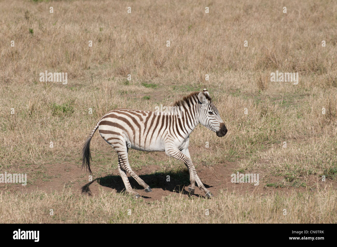 Baby Zebra im Feld Masai Mara Kenia in Ostafrika Stockfoto