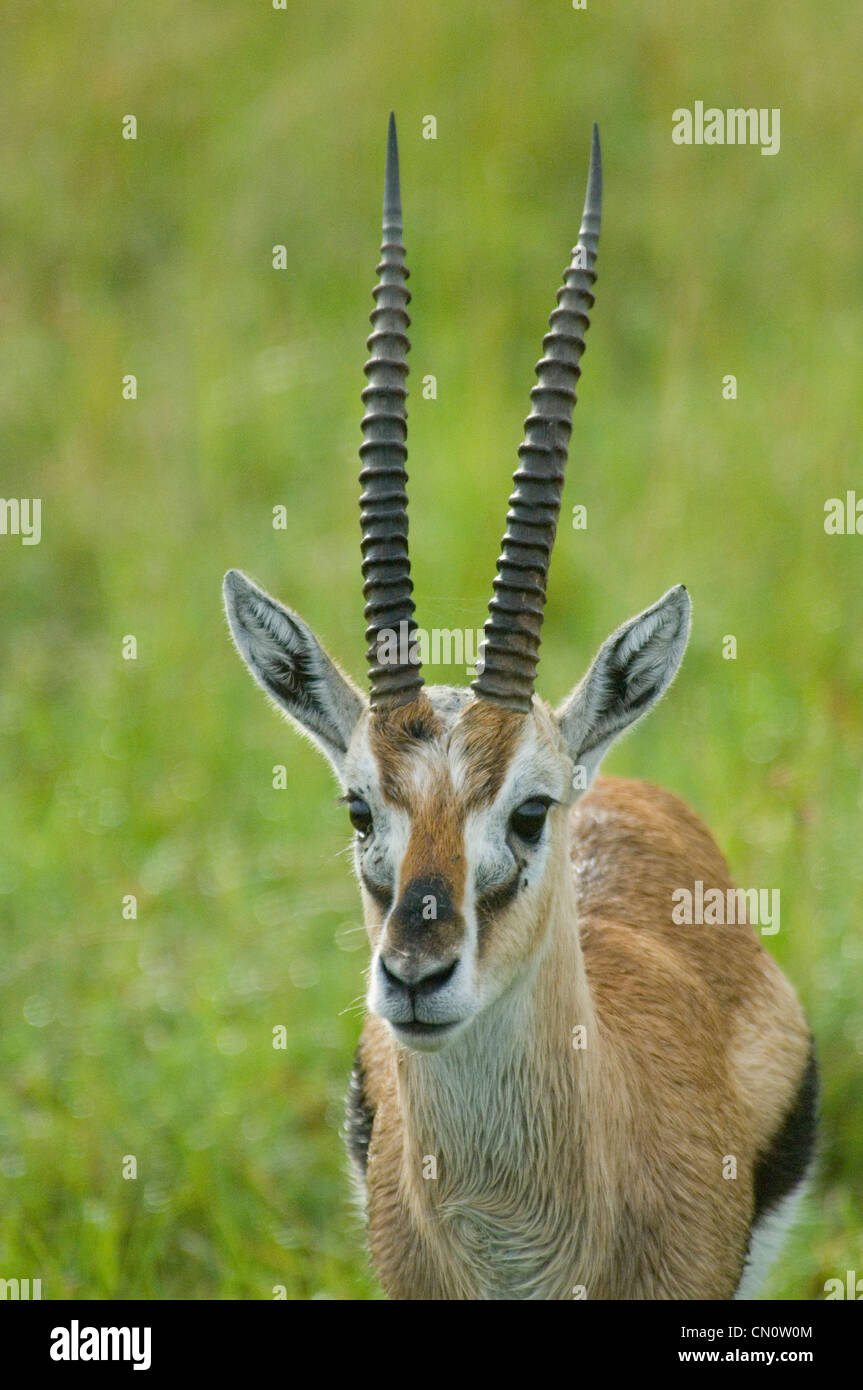 Thomson es Gazelle-Kopfschuss von male Stockfoto