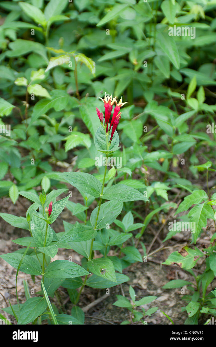 Indian Pink, Leimkraut, Spigelia marilandica Stockfoto