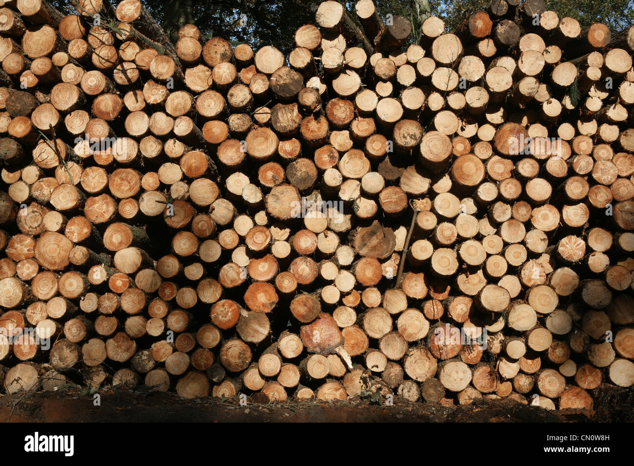 Gesägte Log enden wartet das Sägewerk, Cheshire Stockfoto