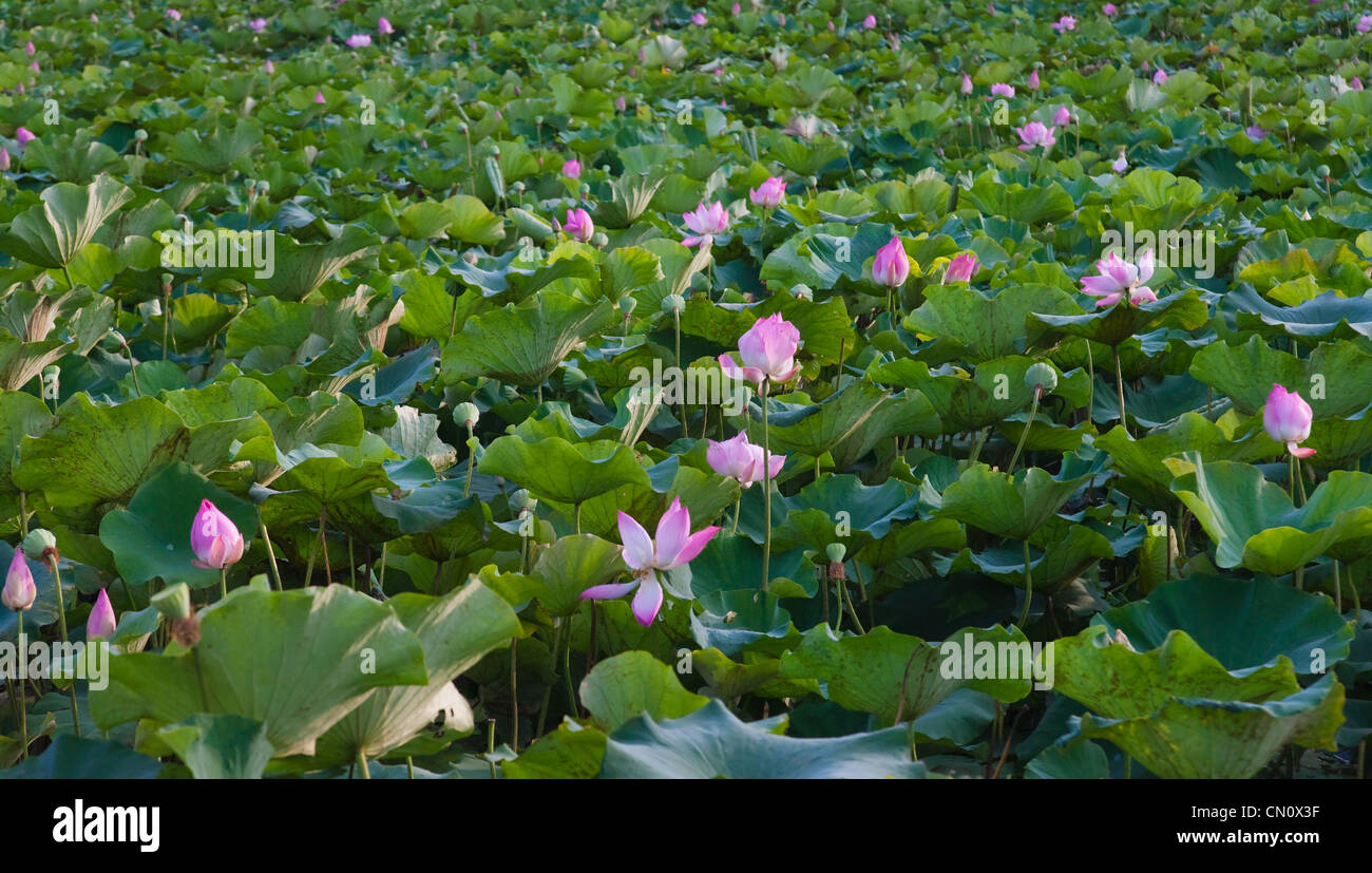Lotus-Blume-Teich, Thailand Stockfoto