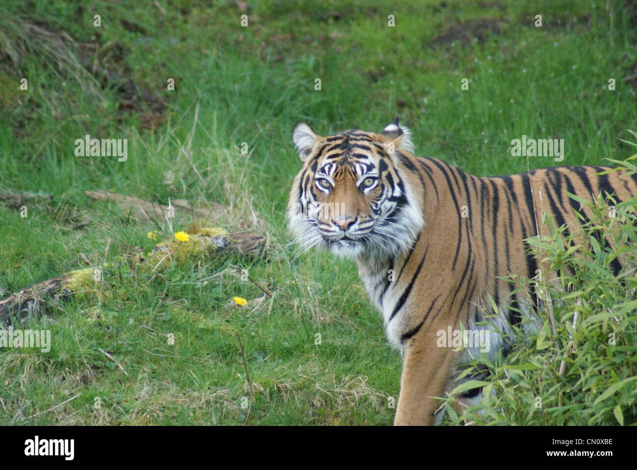 Ein Tiger auf dem Hügel wandern. Stockfoto