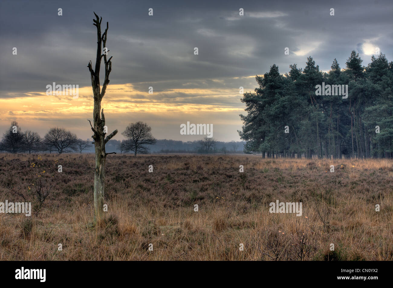 Toten Eiche auf einer Heide unter einem bedrohlichen Himmel. Stockfoto