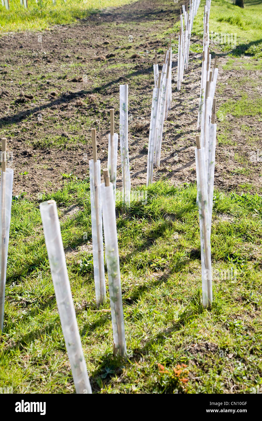 Neu gepflanzte Hecke in Landschaft Stockfoto