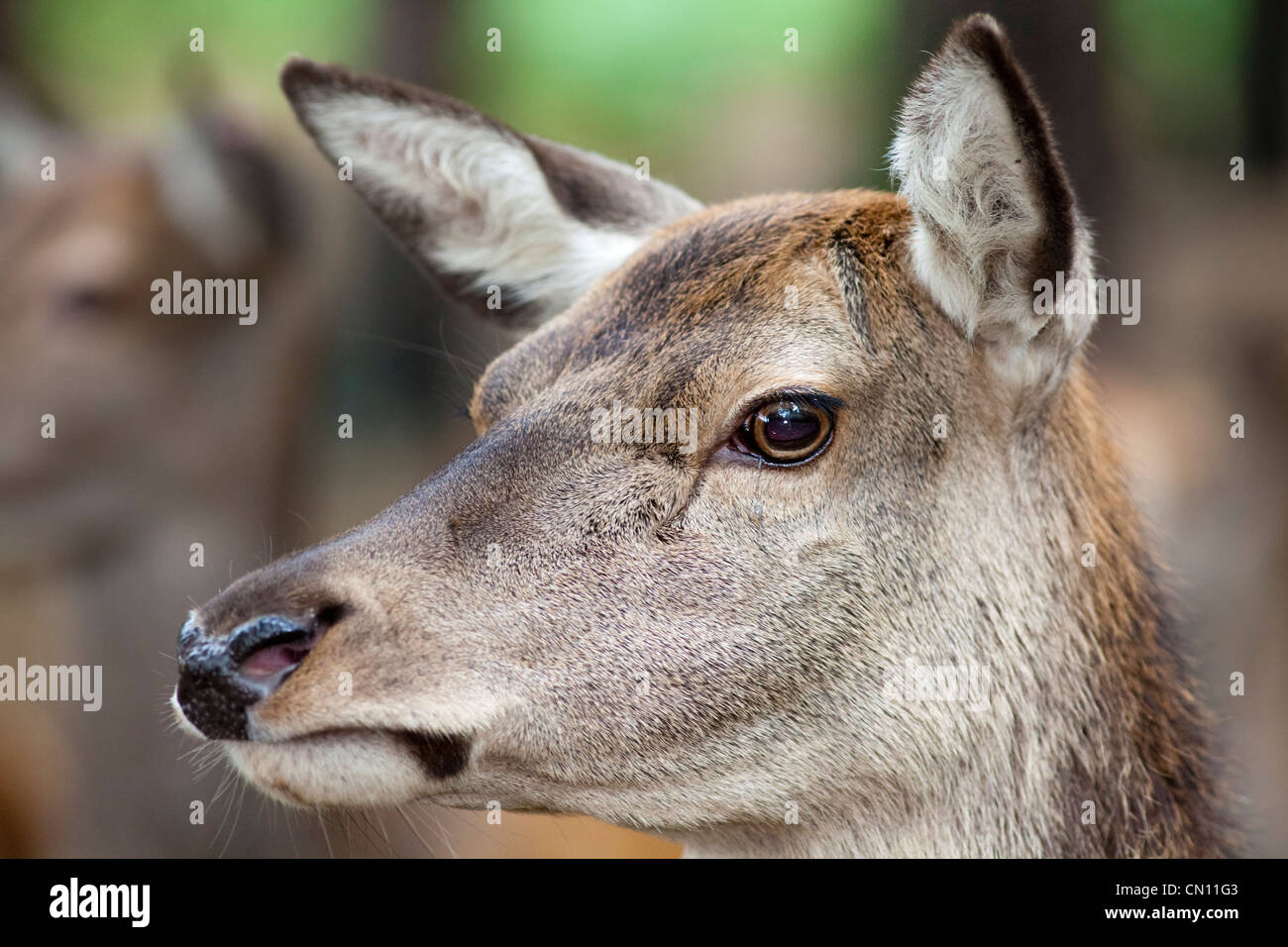 Red deer Hind - Cervus elaphus, bis auf Gesicht und Kopf schließen Stockfoto
