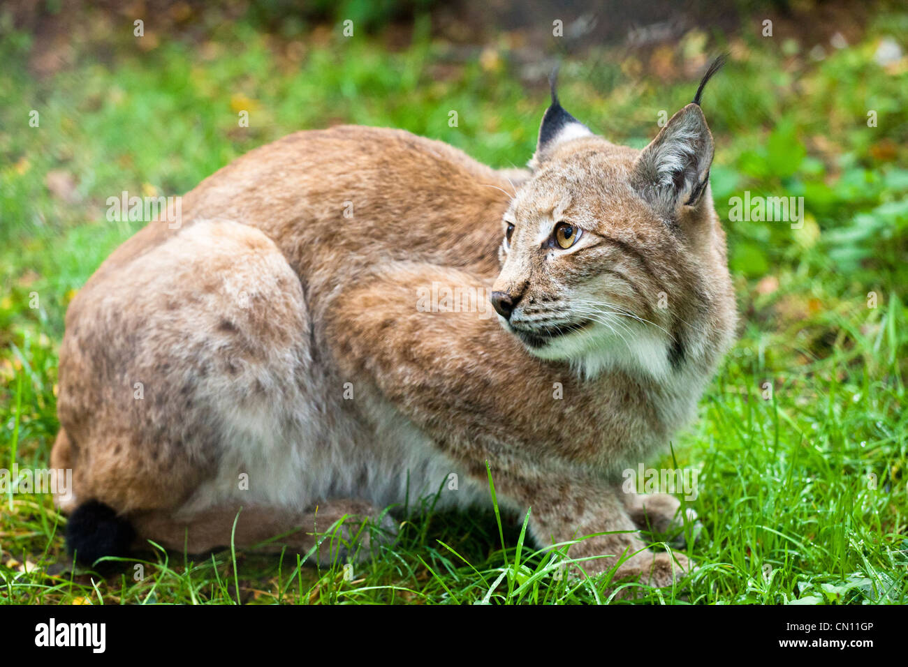 Luchs - Eurasischen Luchs - Lynx lynx Stockfoto