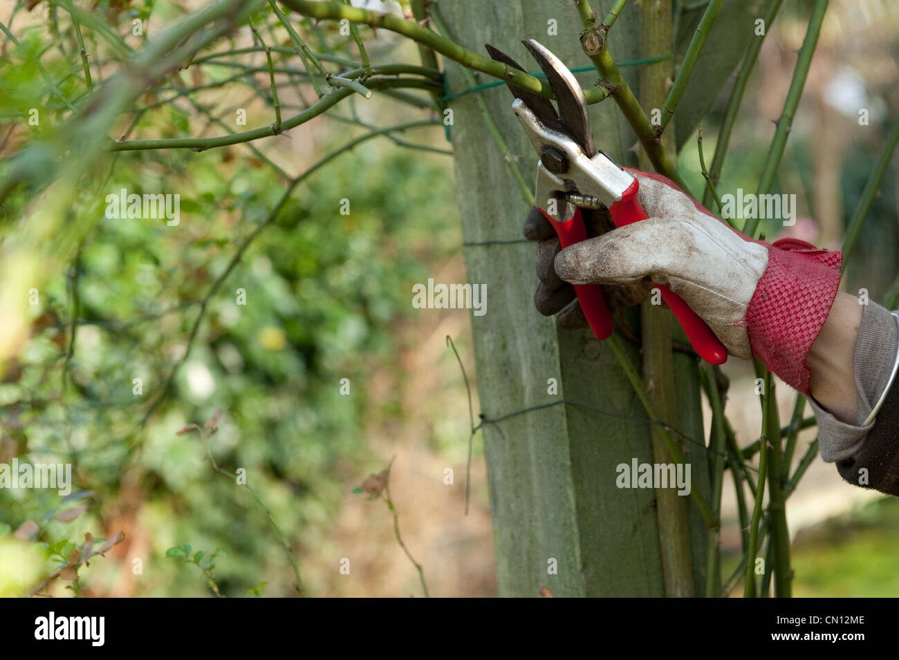 Behandschuhte Hand mit Gartenschere Rosenbusch beschneiden Stockfoto