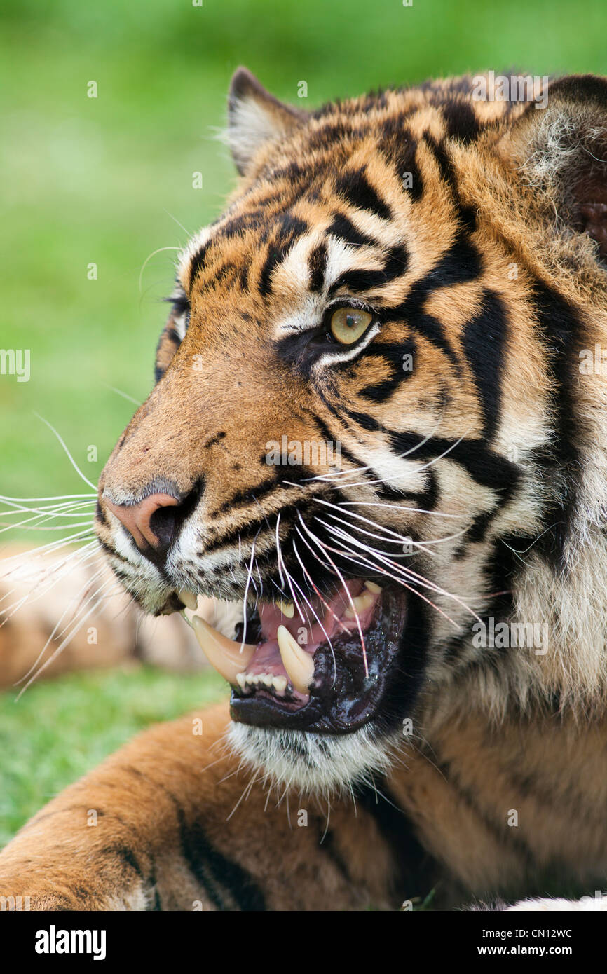 Knurrend Bengal Tiger - Panthera tigris Stockfoto