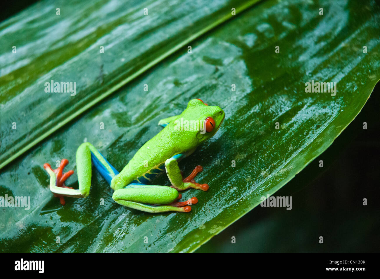 Ein rotes Auge Laubfrosch sitzt auf einem Blatt im Regenwald Costa Ricas. Stockfoto