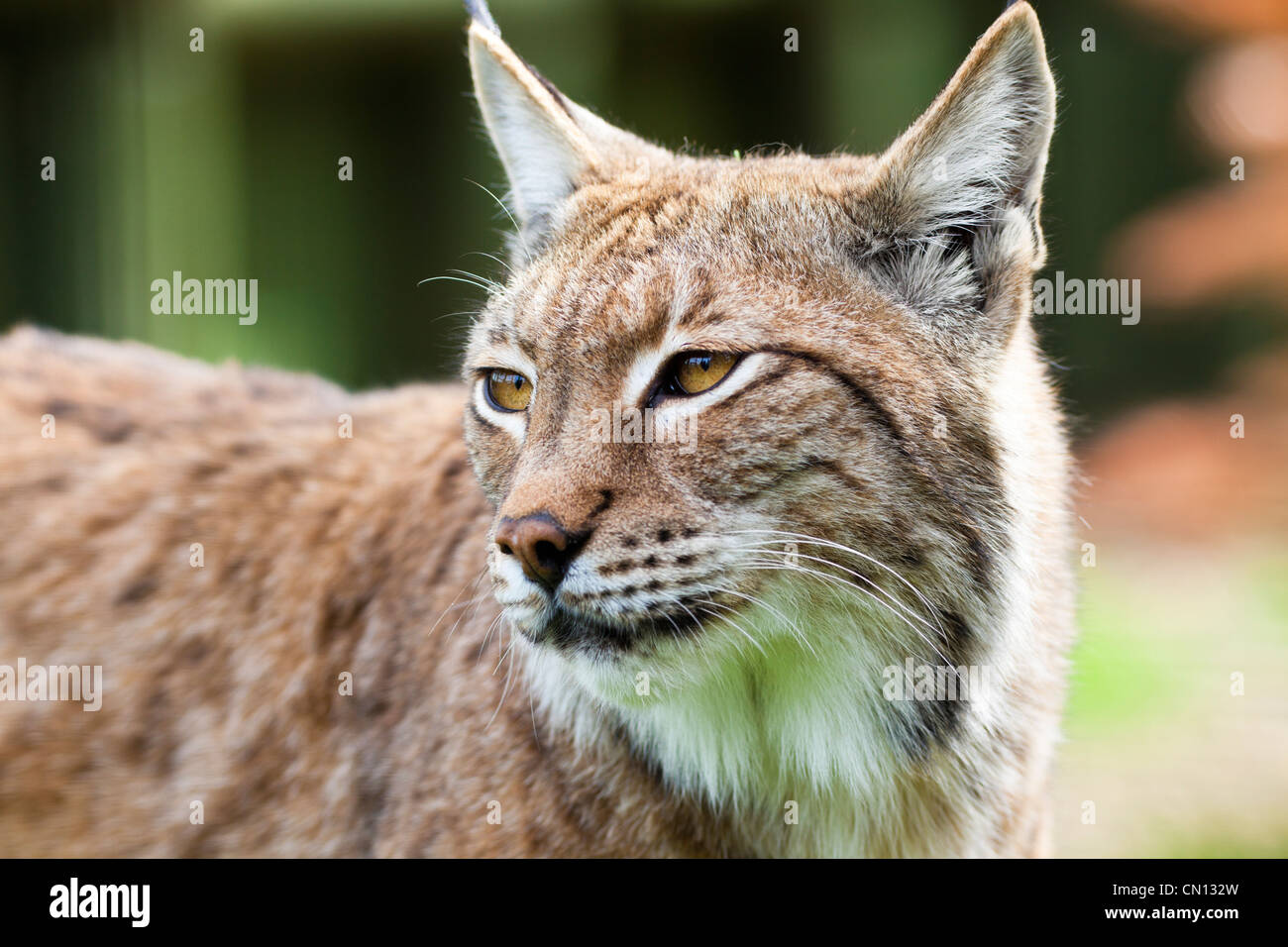 Luchs - Lynx Lynx - Nahaufnahme Stockfoto