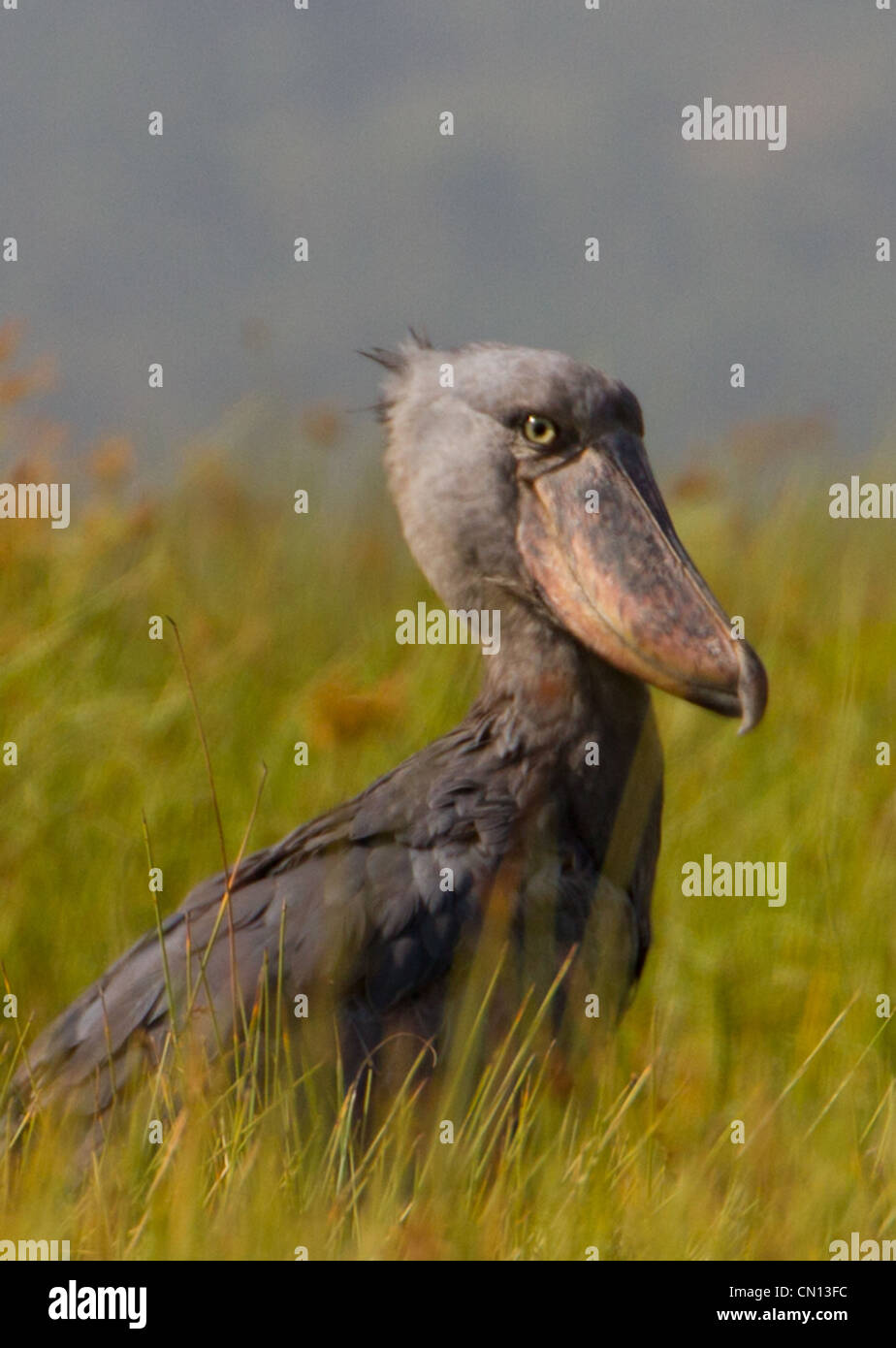 Schuhschnabel Storch (Balanaeceps Rex) an Mabamba Sumpf, Uganda Stockfoto