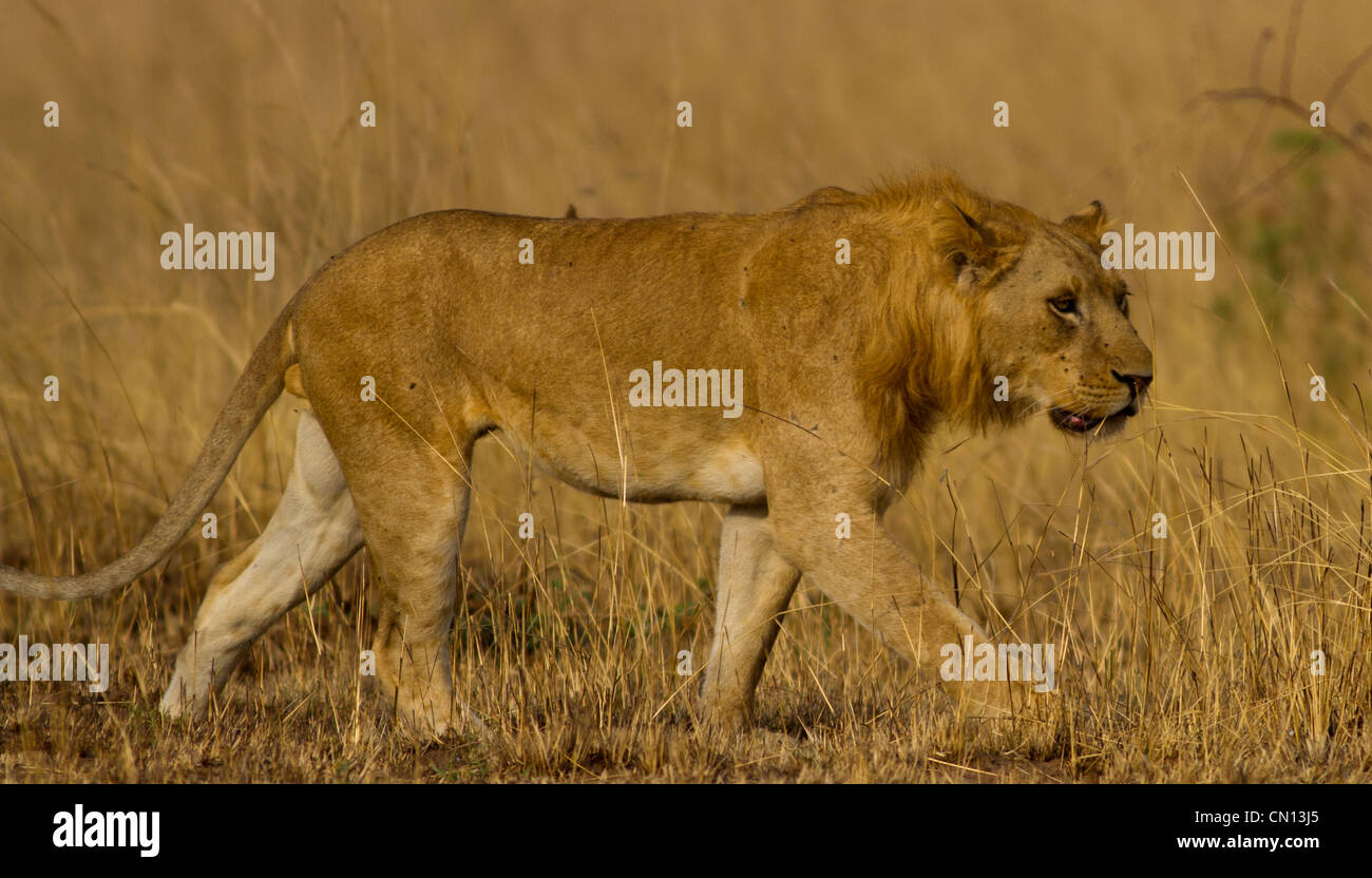 Junge männliche Löwe (Panthera Leo) im Murchison Falls NP, Uganda Stockfoto