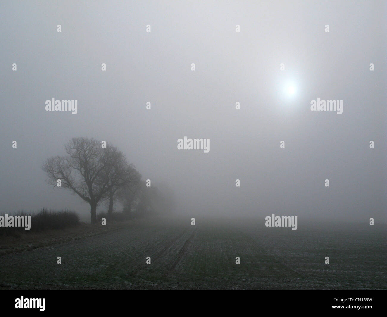 Die Sonne scheint durch Morgennebel oder Nebel, und eine Reihe von Bäumen verschwindet im Hintergrund. Ein kalter, nebiger Morgen auf dem Land. Stockfoto