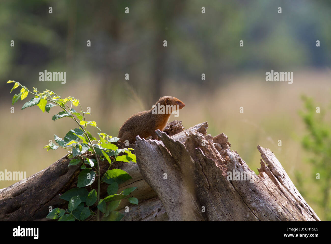Dwarf Mongoose (Helogale Parvula) Stockfoto