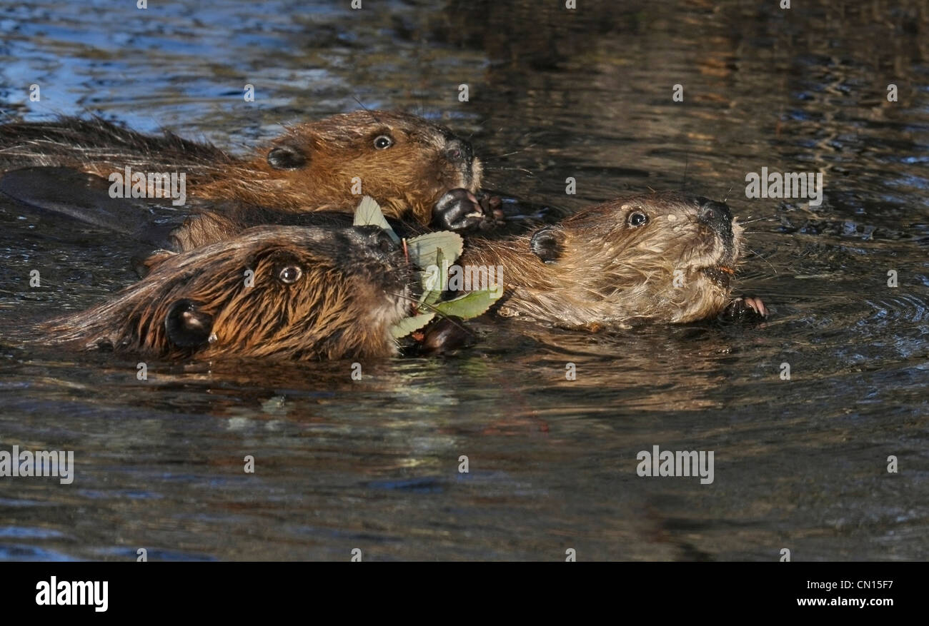 Biber (Castor Canadensis) Familie genießen die Früchte ihrer beträchtliche Arbeit, Denali-Nationalpark, Alaska. Stockfoto