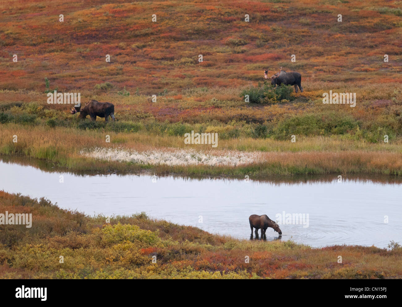 Zwei Stier Elch (Alces Alces) und eine Kuh zu füttern in der Tundra und in den Teich gekommen. Denali Park, Alaska Stockfoto