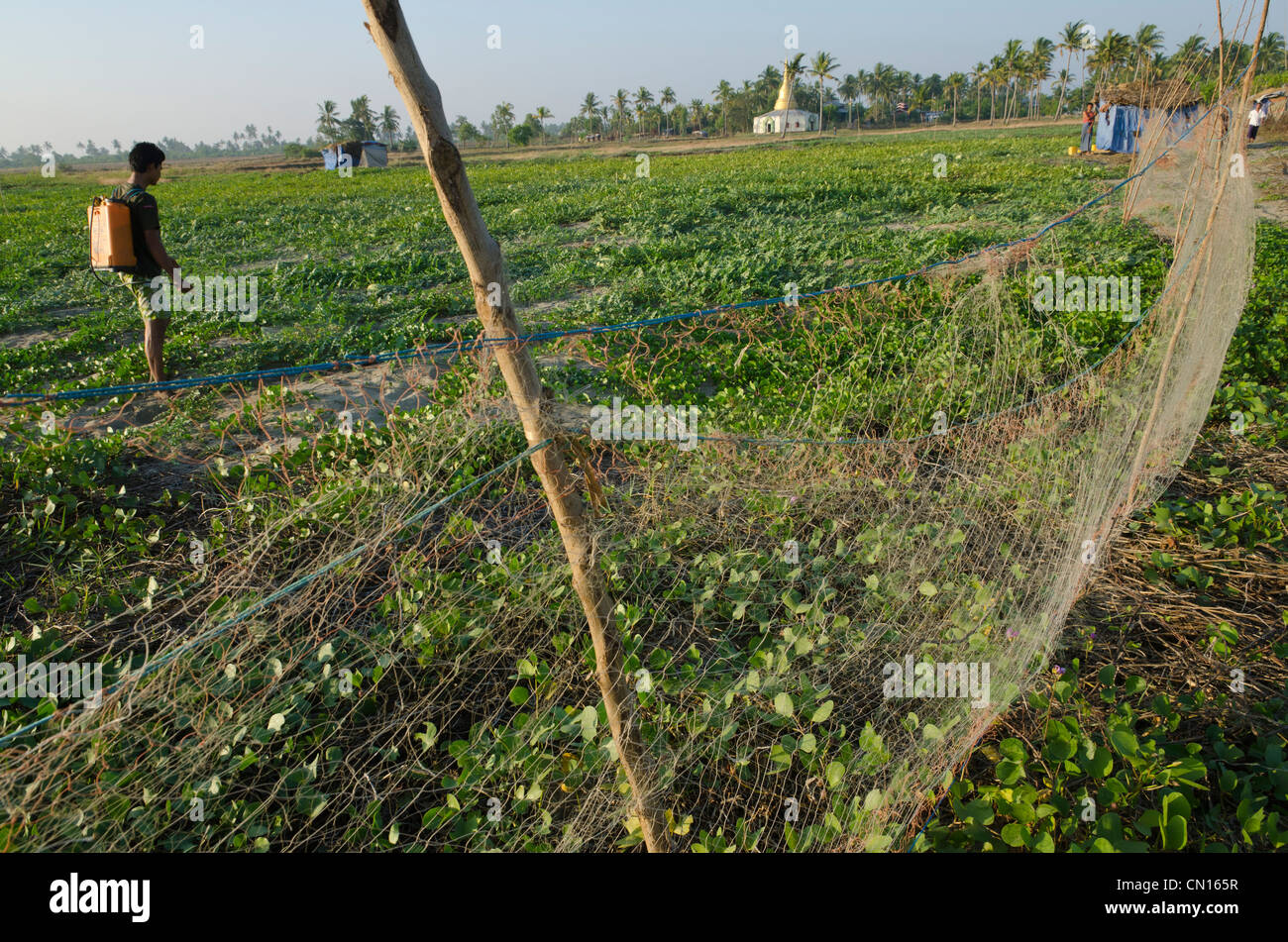 Mann Spritze Wassermelonen im Dorf von lag Win Kwin Fischerdorf. Irrawaddy-Delta. Myanmar. Stockfoto